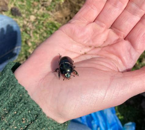 Dung Beetles TLP