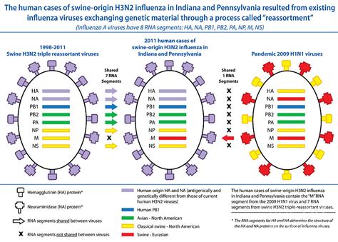 Creation Of H3n2 Influenza Virus By Science Source