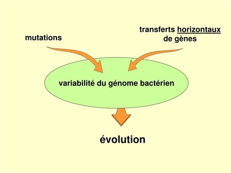 PPT SECTION 4 PARTIE GENETIQUE MICROBIENNE PowerPoint Presentation