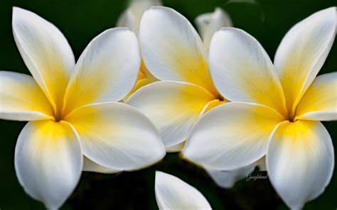 Yellow & White Flowers - 2560x1600 - Download HD Wallpaper - WallpaperTip