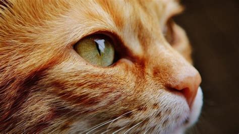 Curiosidades sobre los ojos de gato y por qué cambian de color