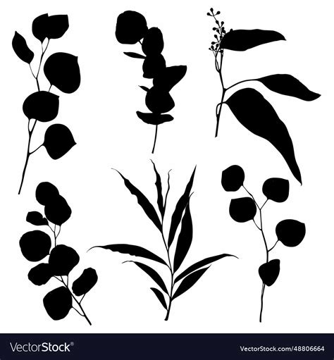 Collection of tropical eucalyptus branches Vector Image