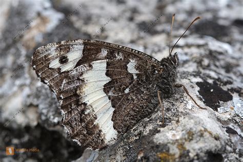 Wei Er Waldportier Bild Bestellen Naturbilder Bei Wildlife Media