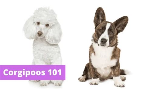 Corgipoo: Pros and Cons of This Breed [Ultimate Guide]