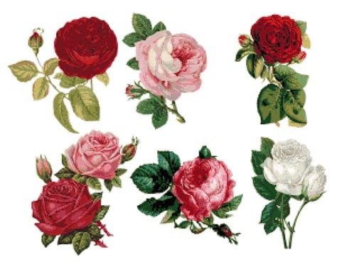 Vintage Roses Cross Stitch Pattern Old Fashioned Flowers Etsy