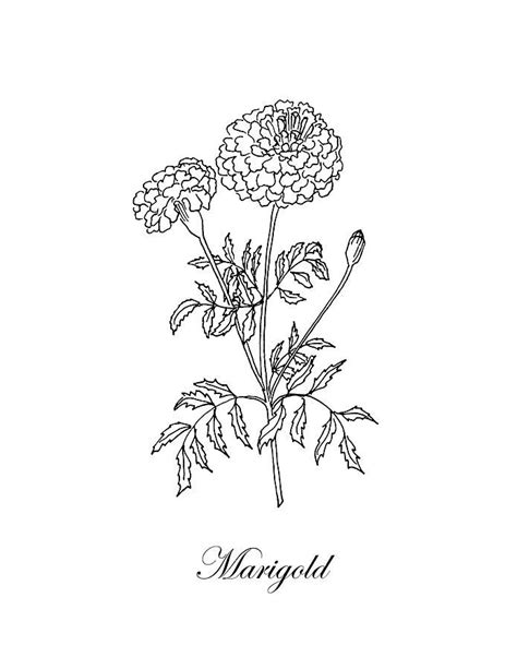 Marigold Drawing Tattoo Printable Calendars At A Glance