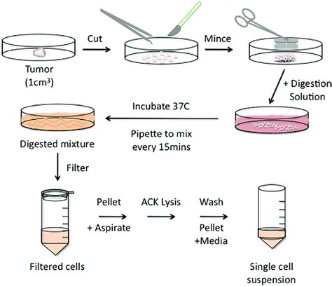 Dissociation Steps For Solid Tumor Into A Single Cell Suspension