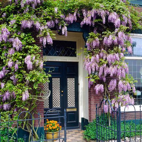 Wisteria – Botanical Interests