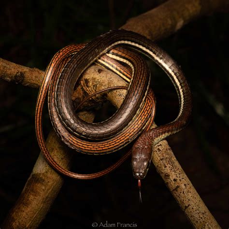 Bronzeback Tree Snake 1