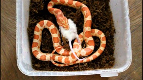 Corn Snake Youtube