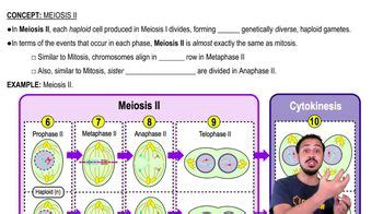 Which of the following occurs during anaphase II? | Channels for Pearson+