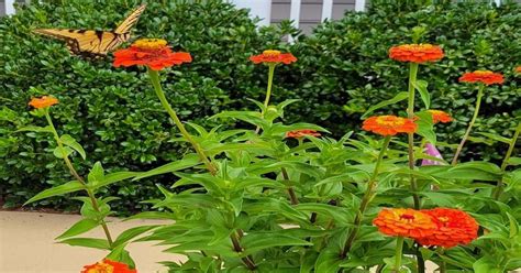 How to Propagate Zinnia from Cuttings