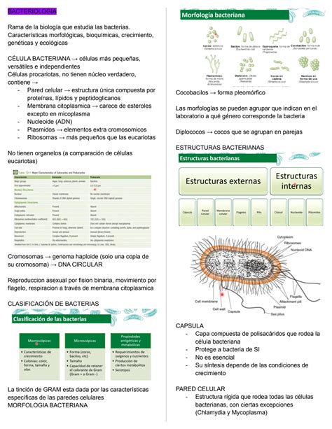 Solution Bacteriologia Studypool