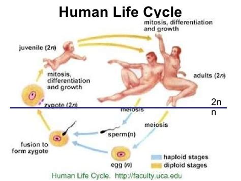 Human Life Cycle Biology