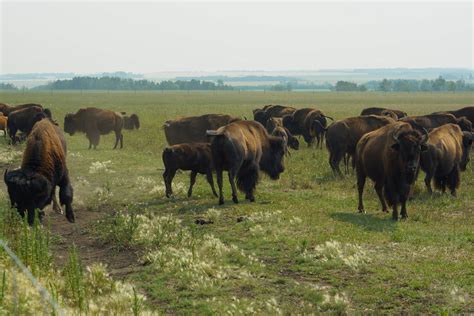 Brown Bison on Grass · Free Stock Photo