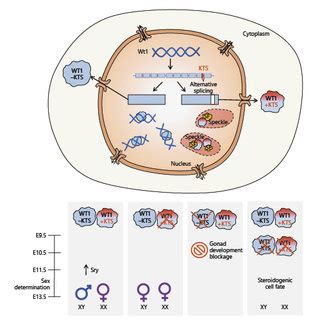 Pdf Role Of Alternative Splicing In Sex Determination In Vertebrates