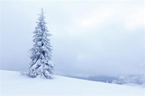 Premium Photo Spruce Tree Forest Covered By Snow In Winter Landscape