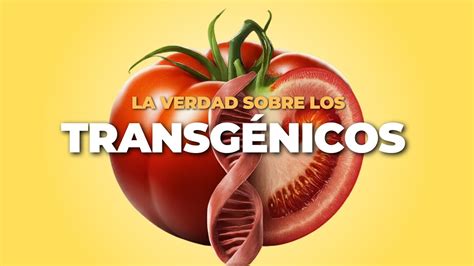 Cómo dañan los alimentos transgénicos a la salud Descubre los