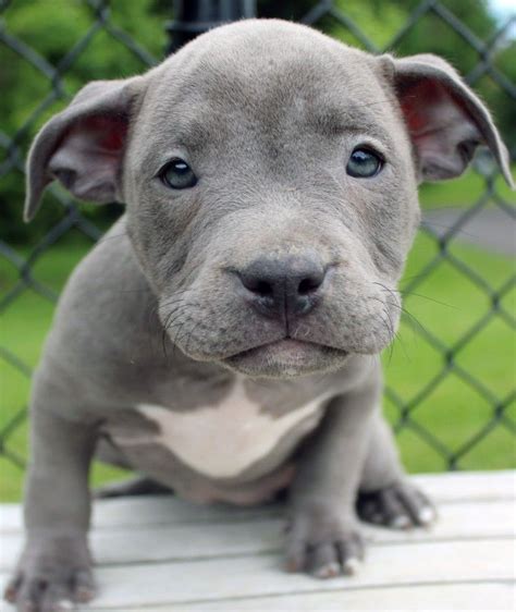 Blue Nose Xl Pitbull Puppies For Sale - XL PITBULL PUPPIES FOR SALE | CHAMPAGNE XXL PITBULL ...