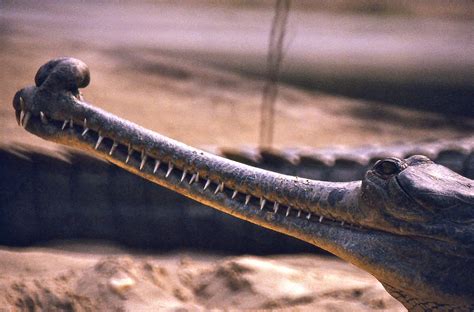 Crocodile Teeth! | Science Museum of Minnesota