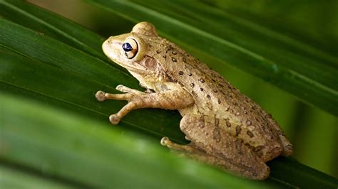 Invasive tree frog catches ride from Florida to North Carolina | wtsp.com