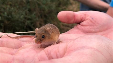 Unbelievably We Found Harvest Mouse Nests Everywhere Youtube