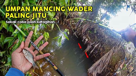 UMPAN INI TERBUKTI GACOR BISA PANEN WADER ABANG Mancing Wader Pakai