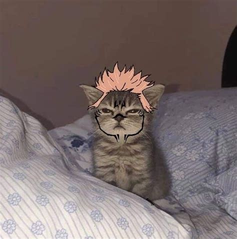 Cat Memes Anime Kitten Anime Cat