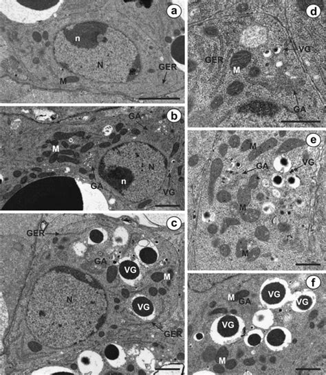 Vitellogenesis in Dictyterina cholodkowskii. a Immature vitellocyte ...