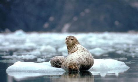 Wild_Alaska_Seal__Travel_8.16.2012 | Photos | WWF