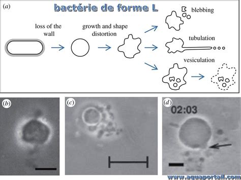 Bactérie De Forme L Définition Et Explications