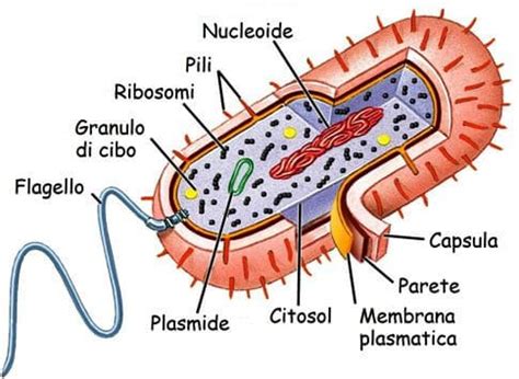 Batterio visibile ad occhio nudo esiste ed è stato scoperto