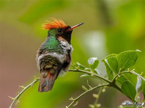 Topetinho Vermelho Lophornis Magnificus Kacau Oliveira Flickr