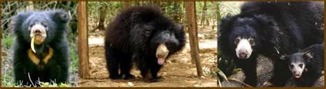 Indian Sloth Bear called labiated bear or Jungle jokers or Lip bears or ...