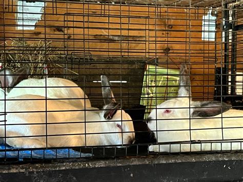 24 Reasons You Should Raise Meat Rabbits In Wire Cages Meat Rabbits