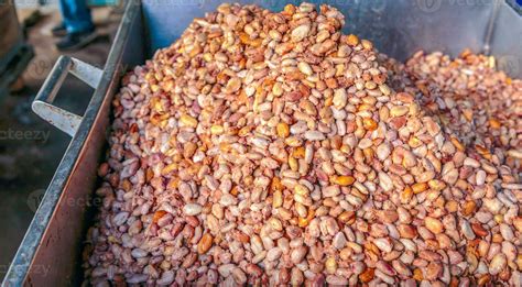 Fresh Cocoa Beans Or White Cocoa Seeds In Vats To Prepare For