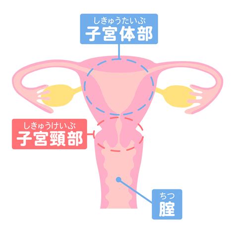 【医師監修】子宮頸がんとは？原因や症状について Mamadays（ママデイズ）