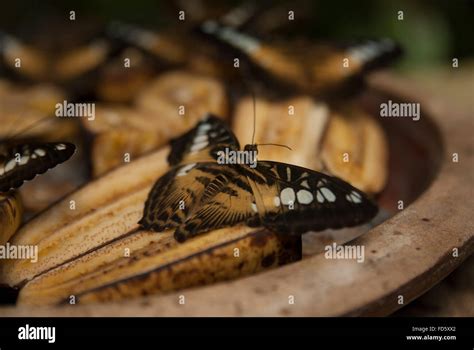 Moths Group Hi Res Stock Photography And Images Alamy