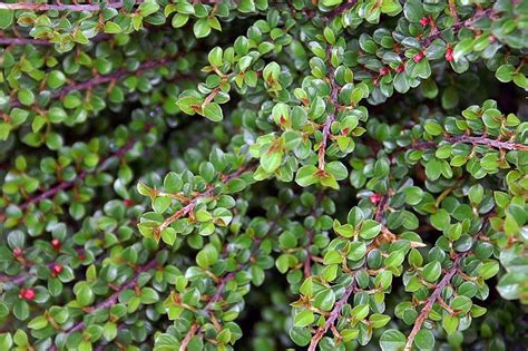 Creeping cotoneaster (Cotoneaster adpressus) - growing guides