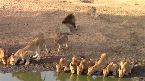 Large Pride Of Lions Drinking Youtube