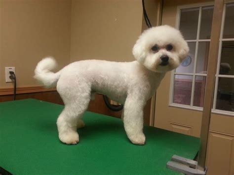 Bichon Frise Haircuts Bichon Frise Pet Trim Short Bichon Haircut