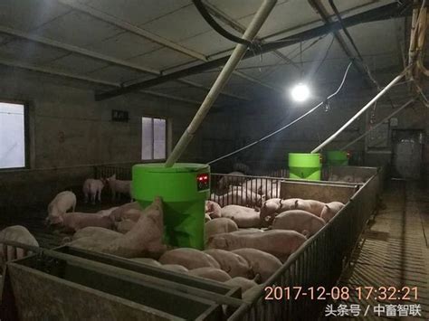 規模豬場育肥豬飼養管理技術要點！ 每日頭條