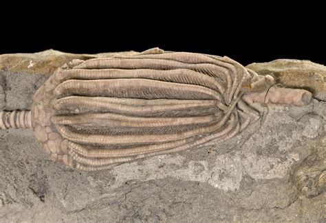 Crinoid fossil (Mississippian) Art Soregaroli Coll. | Montgomery County ...