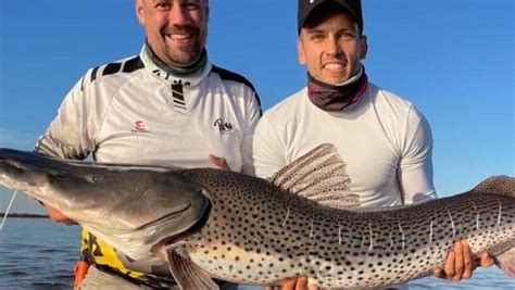 Un posadeño pescó un surubí gigante