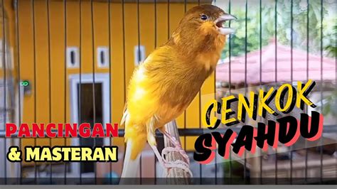 Kenari Gacor Durasi Panjang Suara Burung Kenari Pancingan Masteran