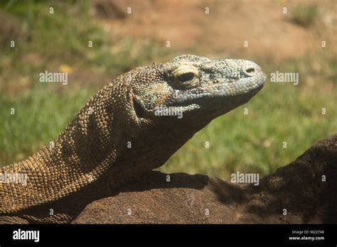 Faccia Del Drago Di Komodo Immagini E Fotografie Stock Ad Alta