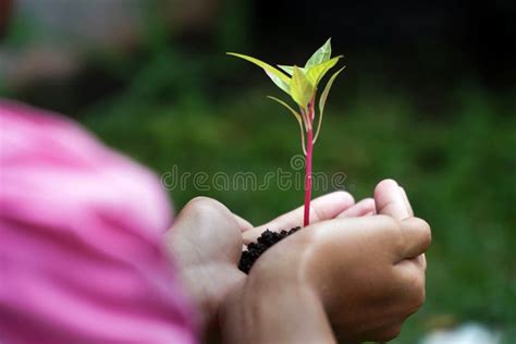 Manos Humanas Que Sostienen La Planta Verde Sobre Fondo De La