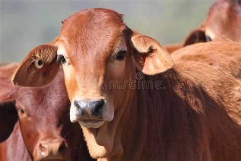 Cute Calf stock photo. Image of looking, cattle, close - 822440