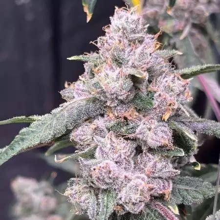 Cherrylicious Seeds By Solfire Gardens Growdiaries