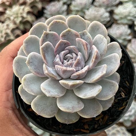 Echeveria Plants For Sale Page 4 Of 9 Kaktus Id Source Quality